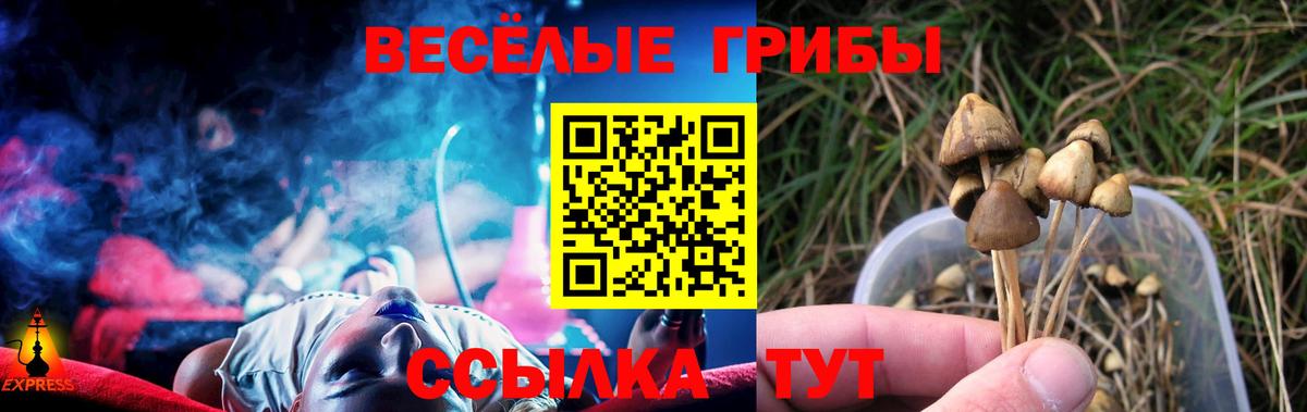 Галлюциногенные грибы Psilocybe Гулькевичи